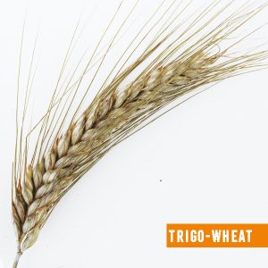 Trigo-wheat